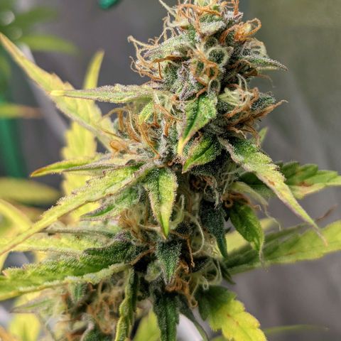 🧀  Canna Cheese growlog timeline photo