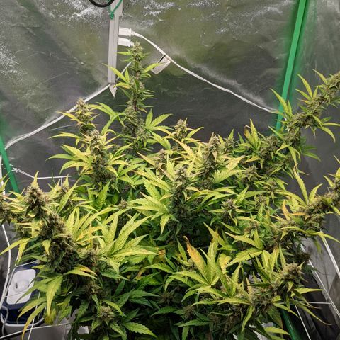 🧀  Canna Cheese growlog timeline photo