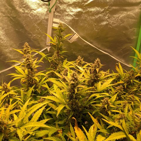 🧀  Canna Cheese growlog timeline photo