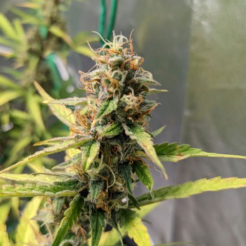 🧀  Canna Cheese growlog timeline photo