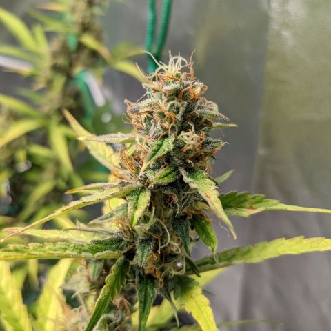 🧀  Canna Cheese growlog timeline photo