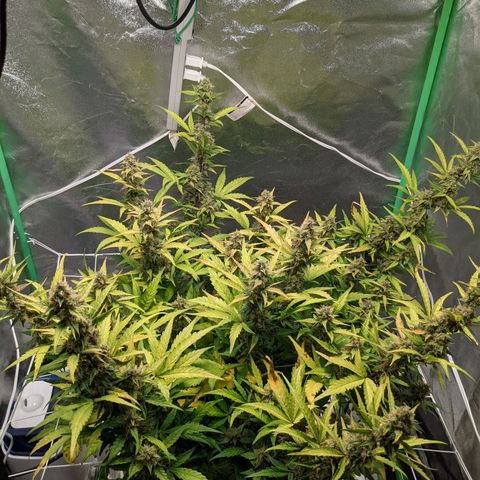 🧀  Canna Cheese growlog timeline photo