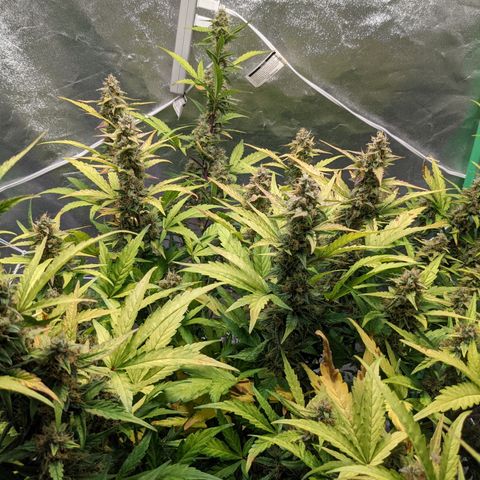 🧀  Canna Cheese growlog timeline photo