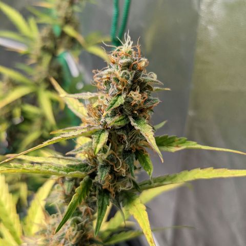 🧀  Canna Cheese growlog timeline photo