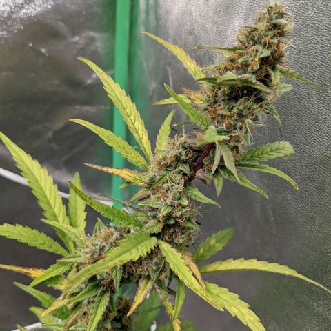 🧀  Canna Cheese growlog timeline photo