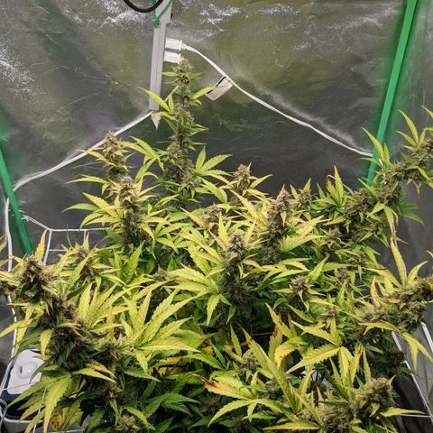 🧀  Canna Cheese growlog timeline photo