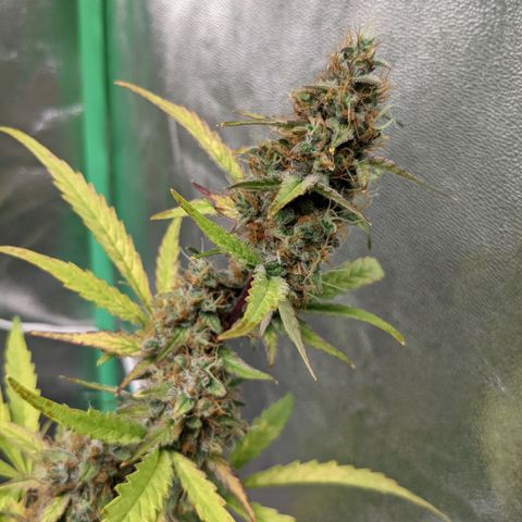 🧀  Canna Cheese growlog timeline photo