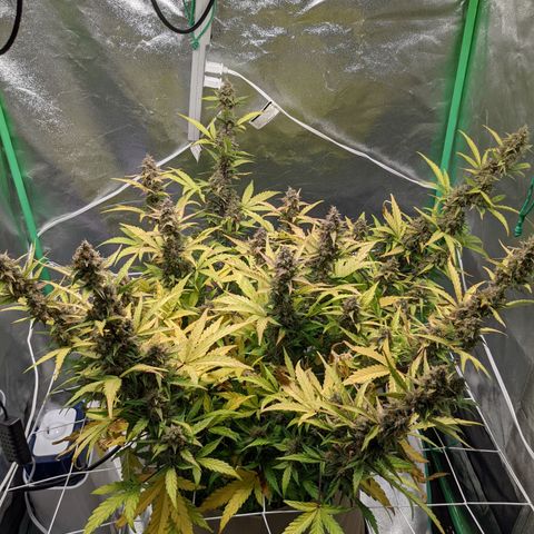 🧀  Canna Cheese growlog timeline photo