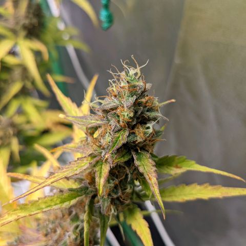 🧀  Canna Cheese growlog timeline photo