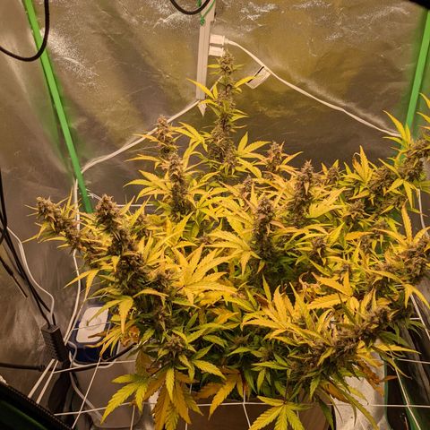 🧀  Canna Cheese growlog timeline photo