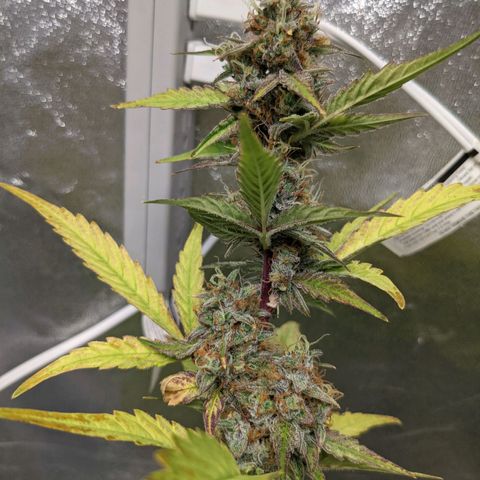 🧀  Canna Cheese growlog timeline photo