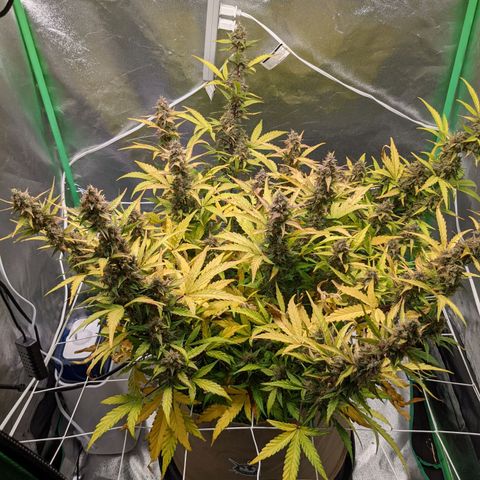 🧀  Canna Cheese growlog timeline photo
