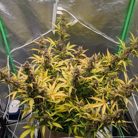 🧀  Canna Cheese growlog timeline photo