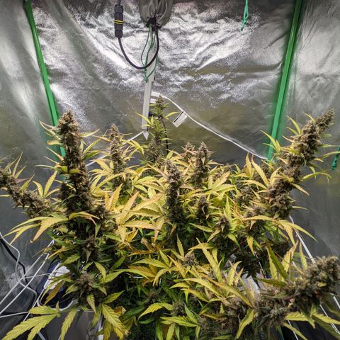 🧀  Canna Cheese growlog timeline photo