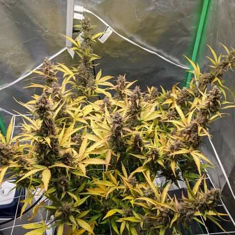 🧀  Canna Cheese growlog timeline photo