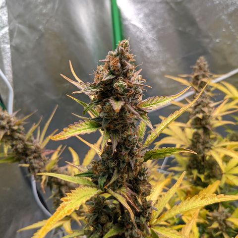 🧀  Canna Cheese growlog timeline photo