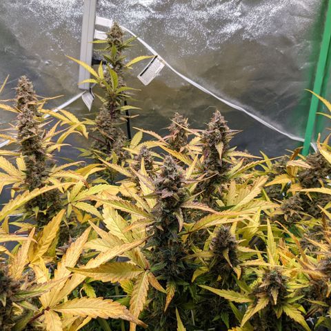 🧀  Canna Cheese growlog timeline photo