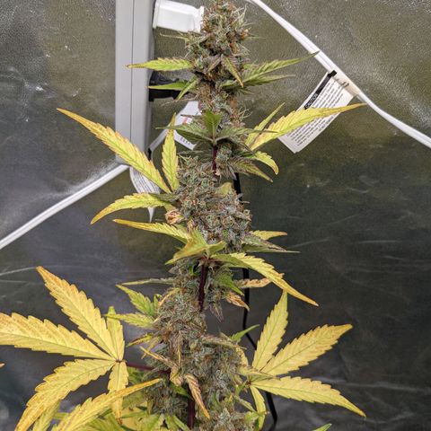🧀  Canna Cheese growlog timeline photo