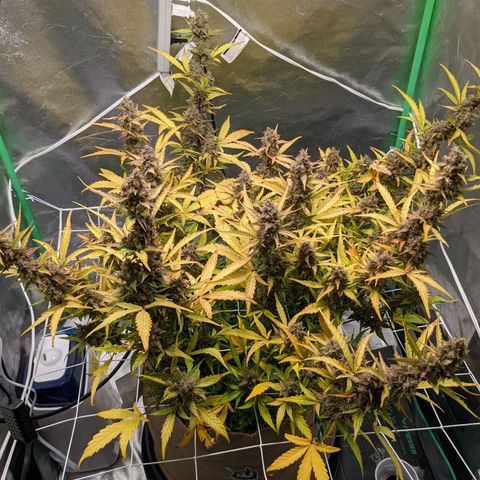 🧀  Canna Cheese growlog timeline photo