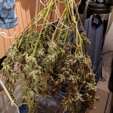 🧀  Canna Cheese growlog timeline photo