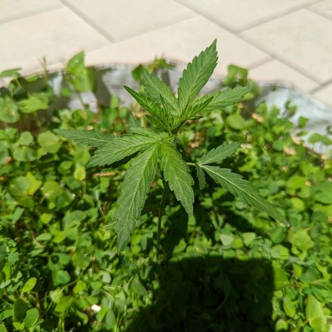 Canna cheese growlog timeline photo
