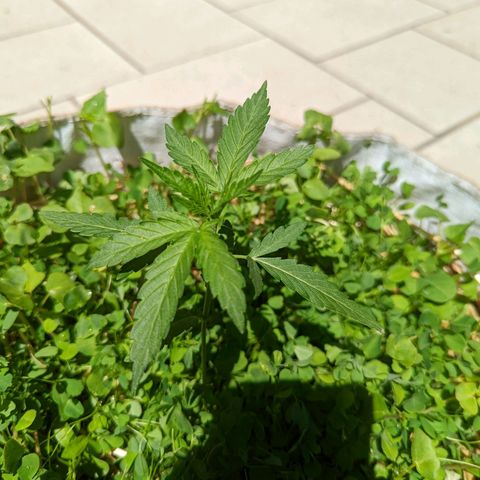 Canna cheese growlog timeline photo