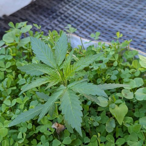 Canna cheese growlog timeline photo
