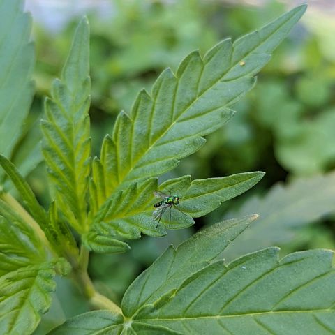 Canna cheese growlog timeline photo