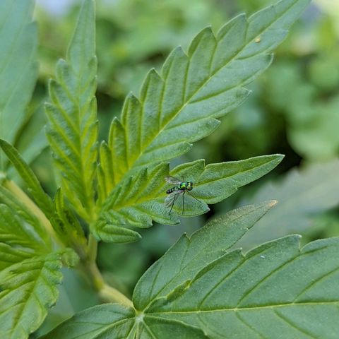 Canna cheese growlog timeline photo