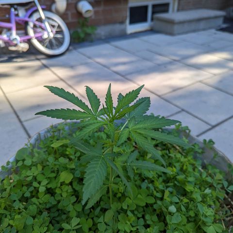 Canna cheese growlog timeline photo