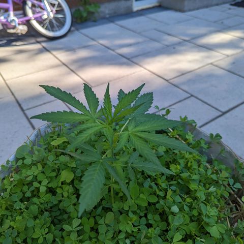 Canna cheese growlog timeline photo
