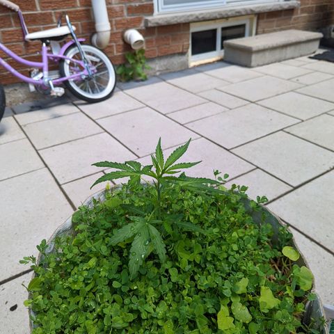 Canna cheese growlog timeline photo