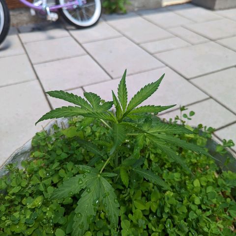Canna cheese growlog timeline photo