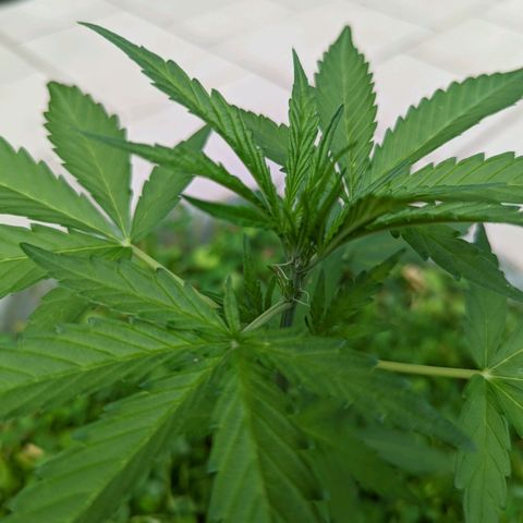 Canna cheese growlog timeline photo