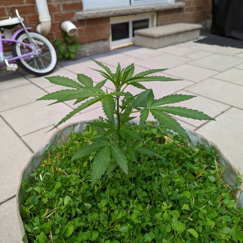 Canna cheese growlog timeline photo