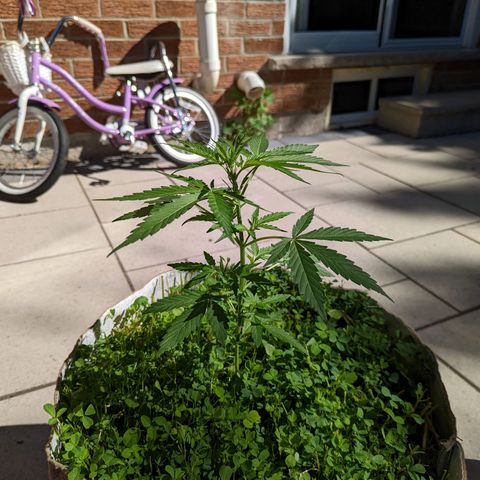 Canna cheese growlog timeline photo