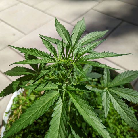 Canna cheese growlog timeline photo