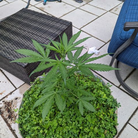 Canna cheese growlog timeline photo
