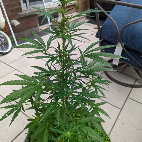 Canna cheese growlog timeline photo