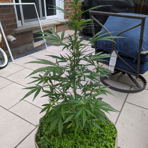 Canna cheese growlog timeline photo