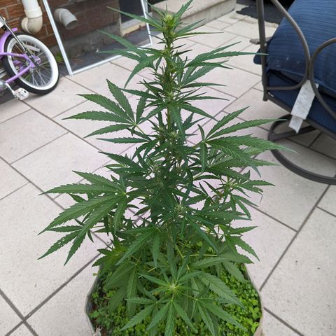 Canna cheese growlog timeline photo