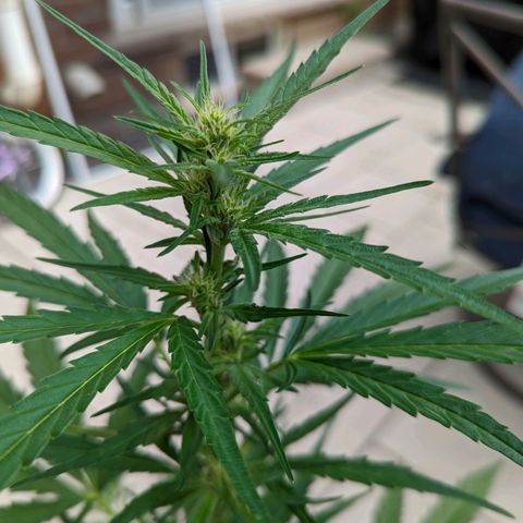 Canna cheese growlog timeline photo