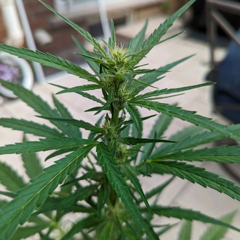 Canna cheese growlog timeline photo