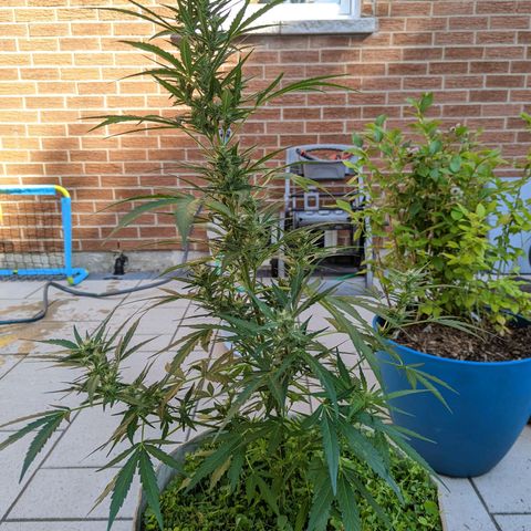 Canna cheese growlog timeline photo
