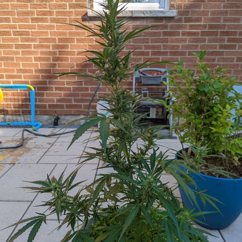 Canna cheese growlog timeline photo