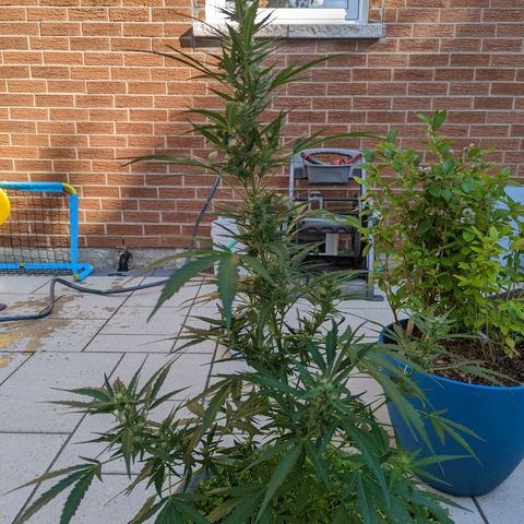 Canna cheese growlog timeline photo