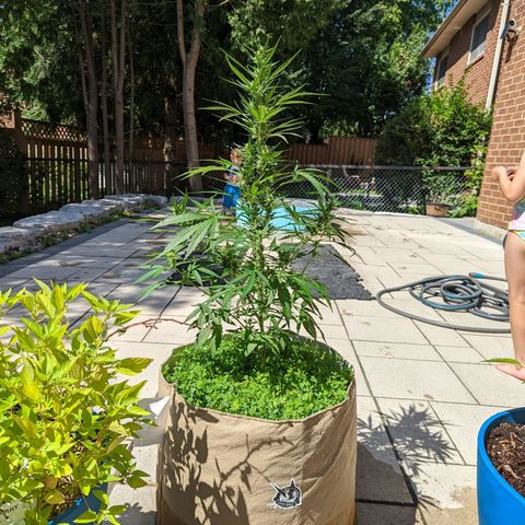 Canna cheese growlog timeline photo