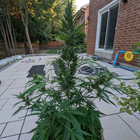 Canna cheese growlog timeline photo