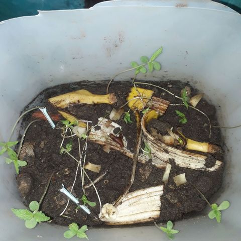 Genética desconocida growlog timeline photo