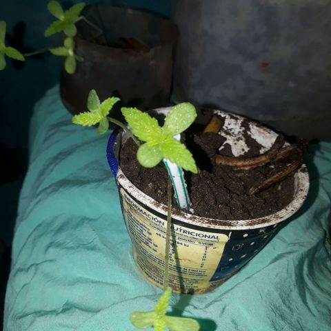 Genética desconocida growlog photo: Hoy 23 de junio Fueron " Regadas/ Rosiadas" van por buen camino. 